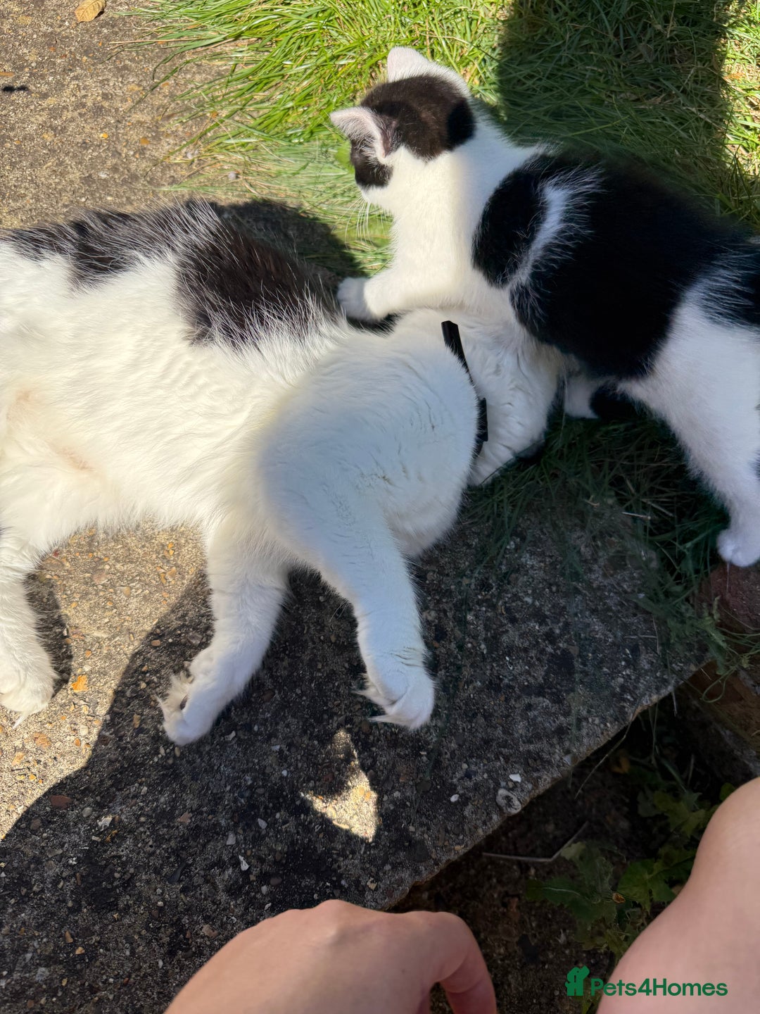 Mixed Breed cats for sale: Black and white kittens  - Image 3