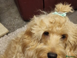 Cockapoo dogs 7 f2 cockapoos - Advert 1