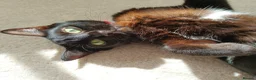 Domestic Shorthair cats for sale: Bonded pair of indoor girl cats - together only - Advert 24