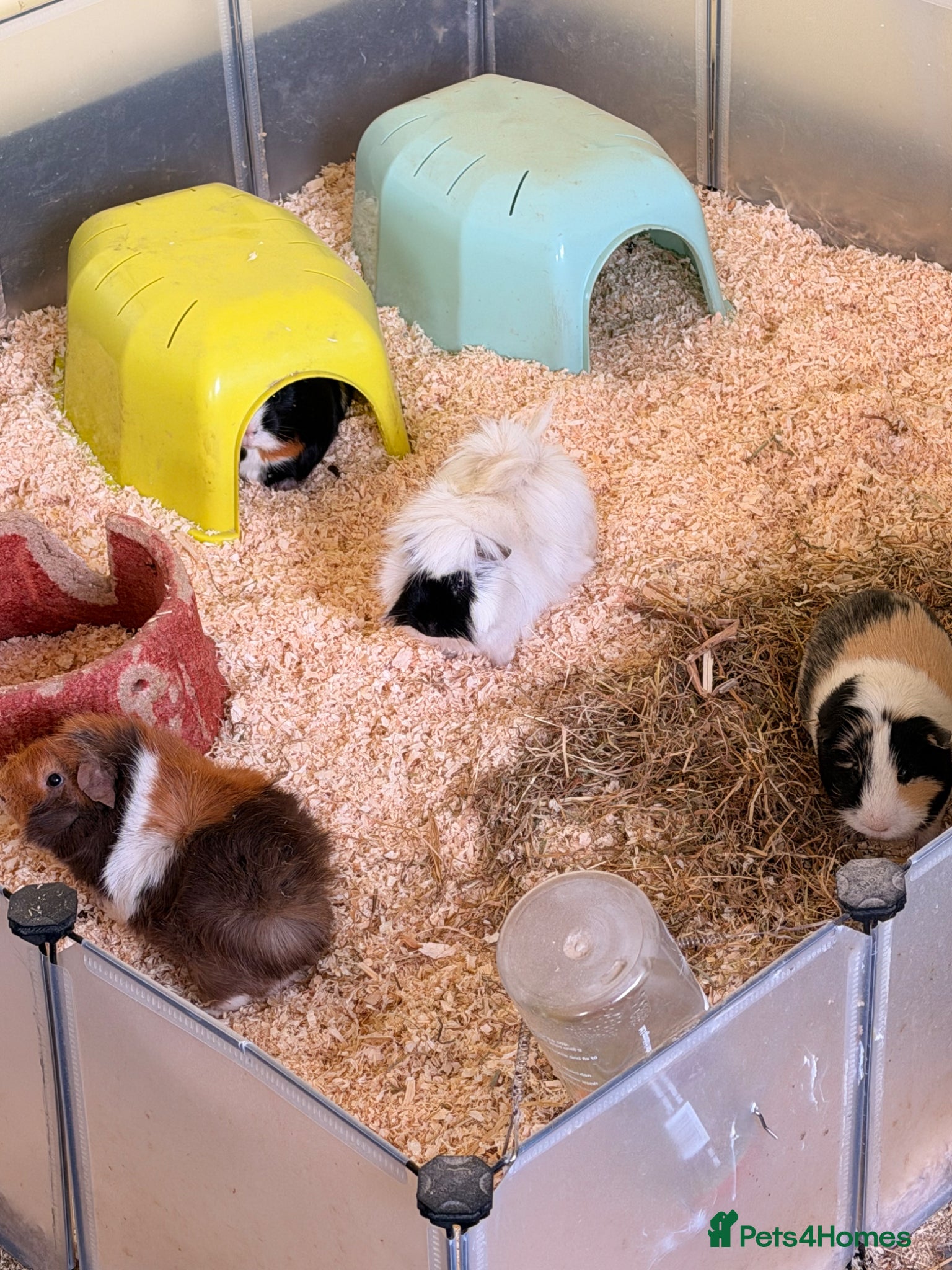 Guinea Pig rodents 4 Male Guinea Pigs - Advert 6
