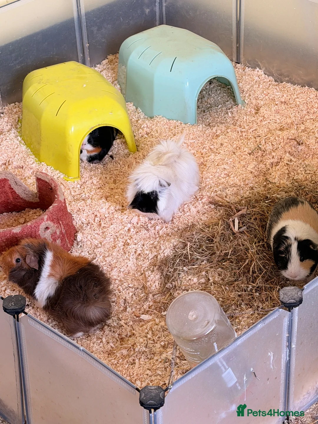 Guinea Pig rodents for sale: 4 Male Guinea Pigs in Hertford - Advert 1