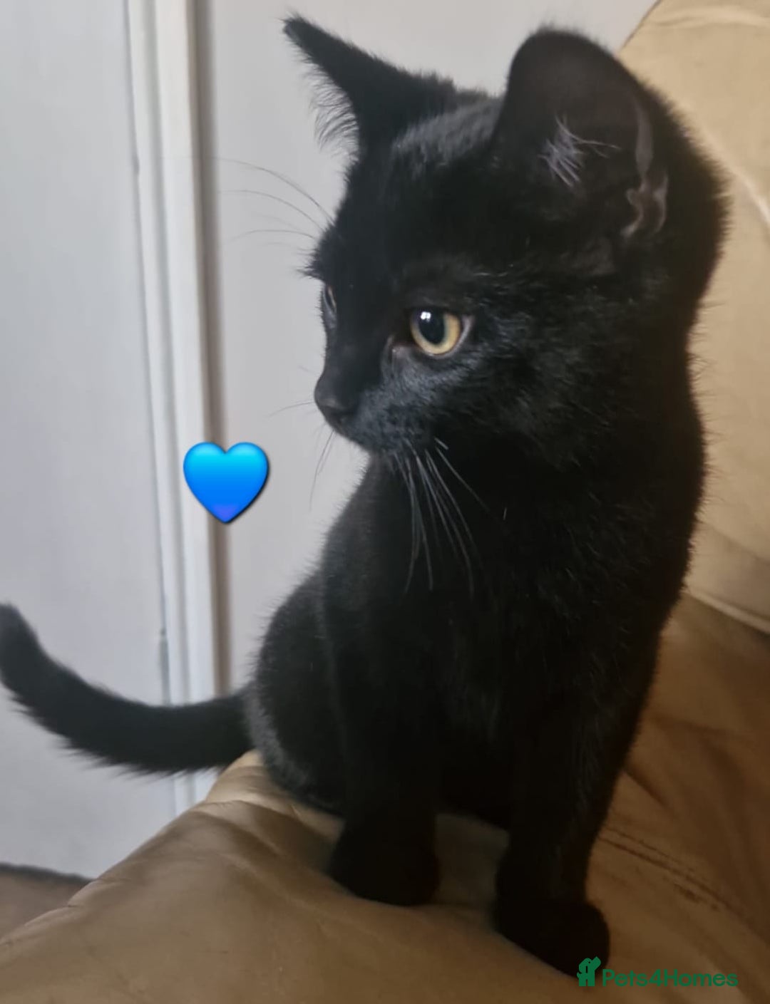 Mixed Breed cats for sale: Stunning Short-hair Kittens - Advert 4