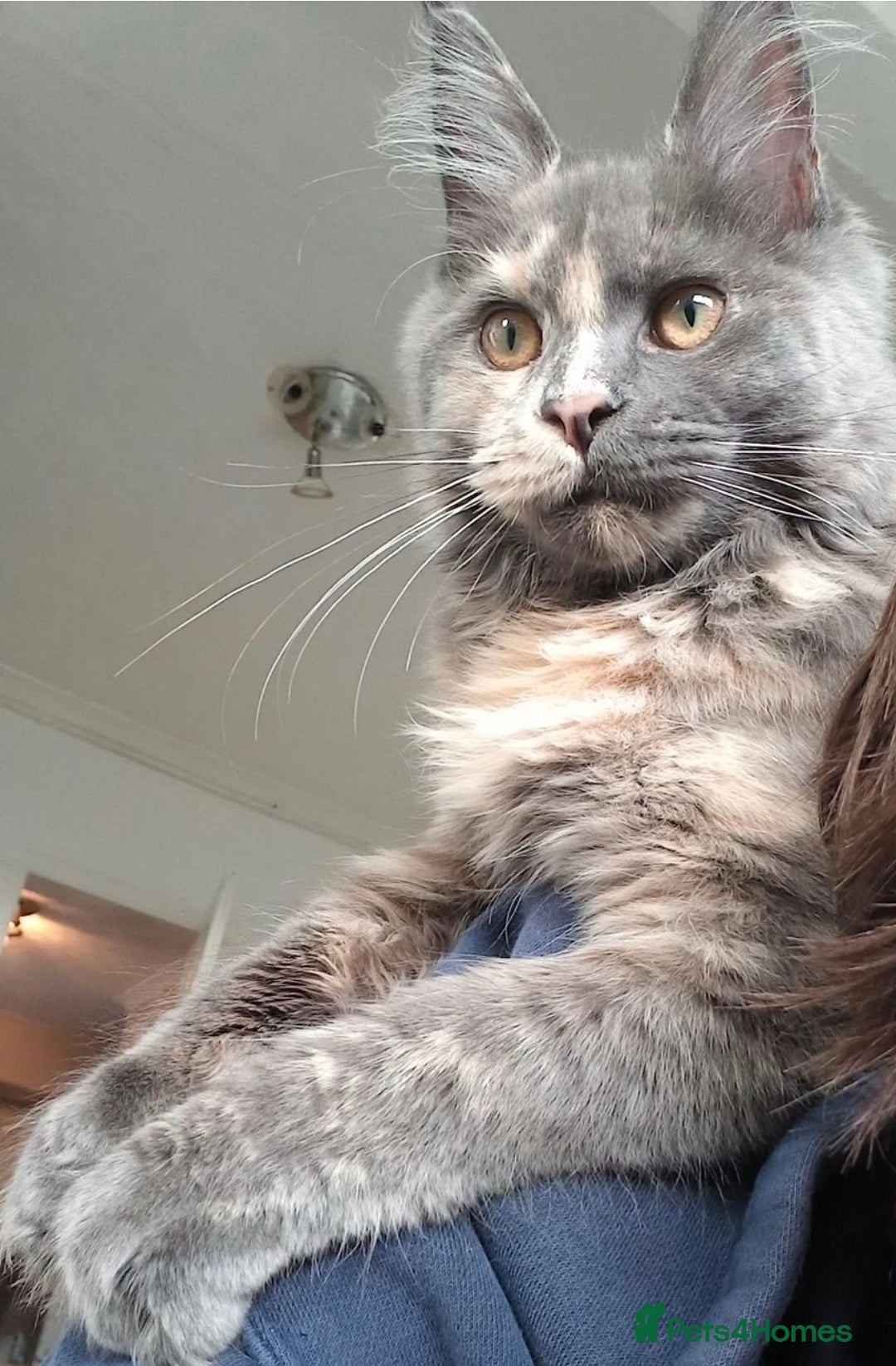 Maine Coon cats for sale: Beautiful big boy available  - Advert 2