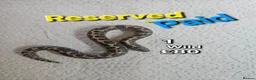 Boa Snake reptiles for sale: Baby Sand Boas Available (mix of morphs) - Advert 3