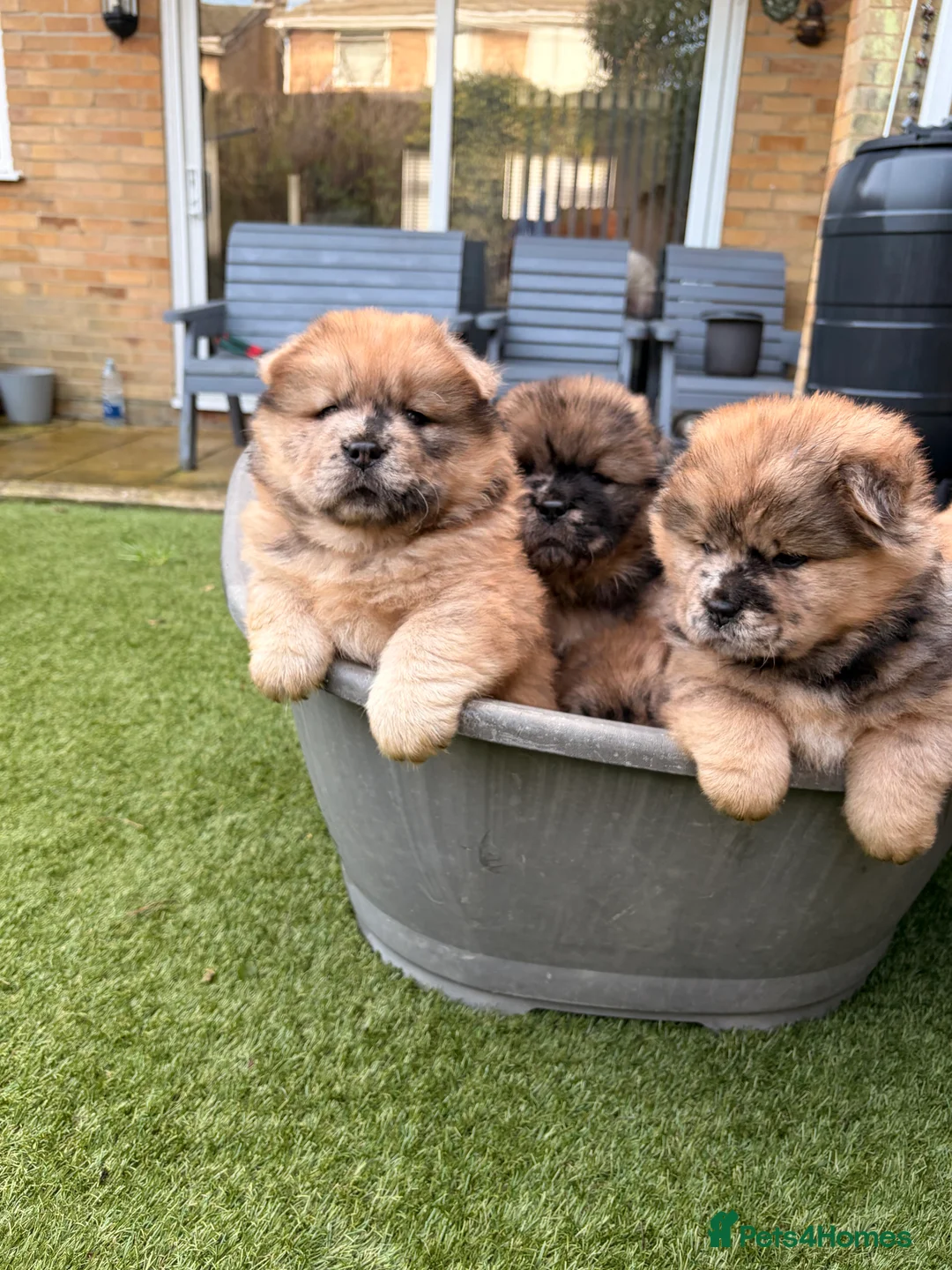 Chow Chow dogs for sale: 2 LEFT Merle Chowchow Puppies  - Advert 10