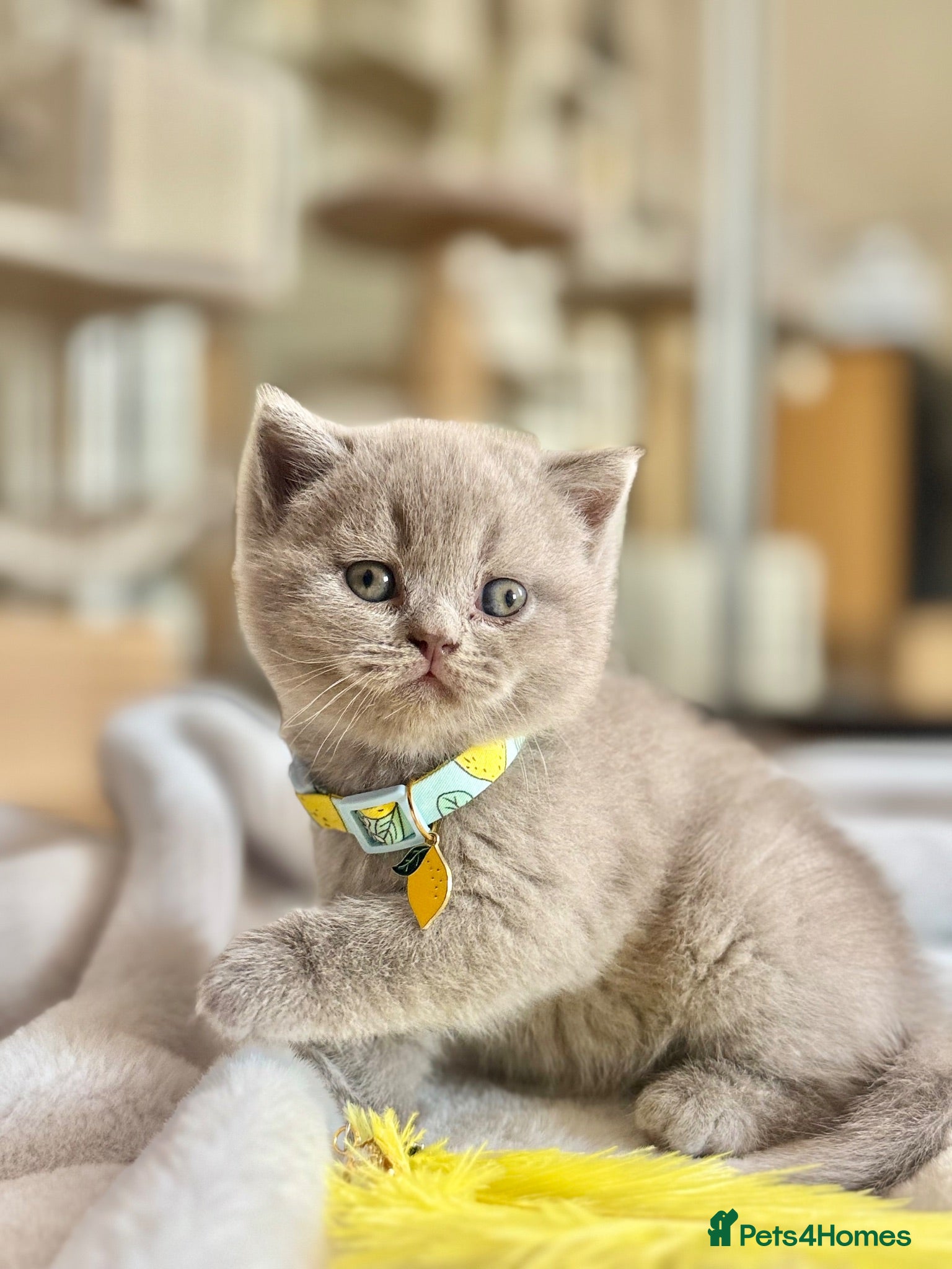 Scottish Fold cats Scottish fold - Advert 2