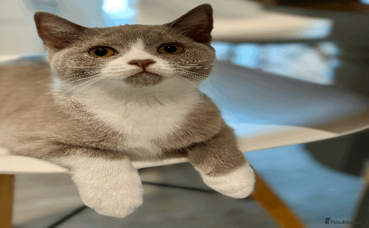British Shorthair cats - Advert 1