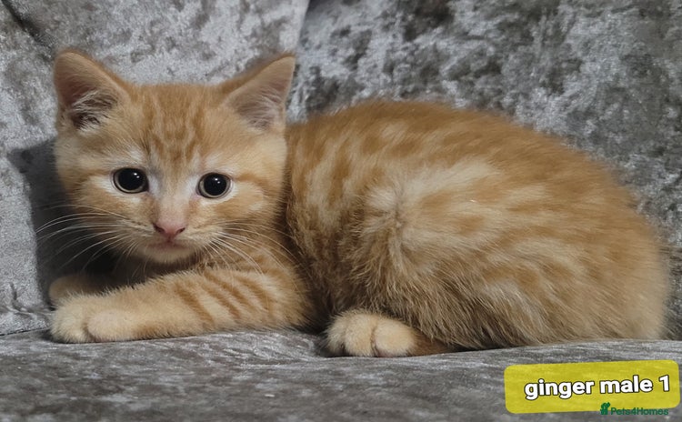 Mixed Breed cats - Advert 2