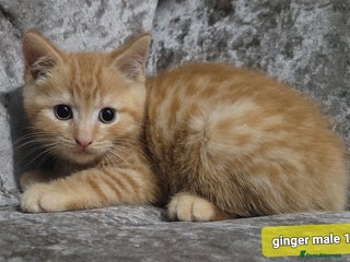 Mixed Breed cats - Advert 18