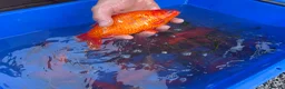 Koi Carp fish for sale: Pond closure  in West Bromwich - Advert 25