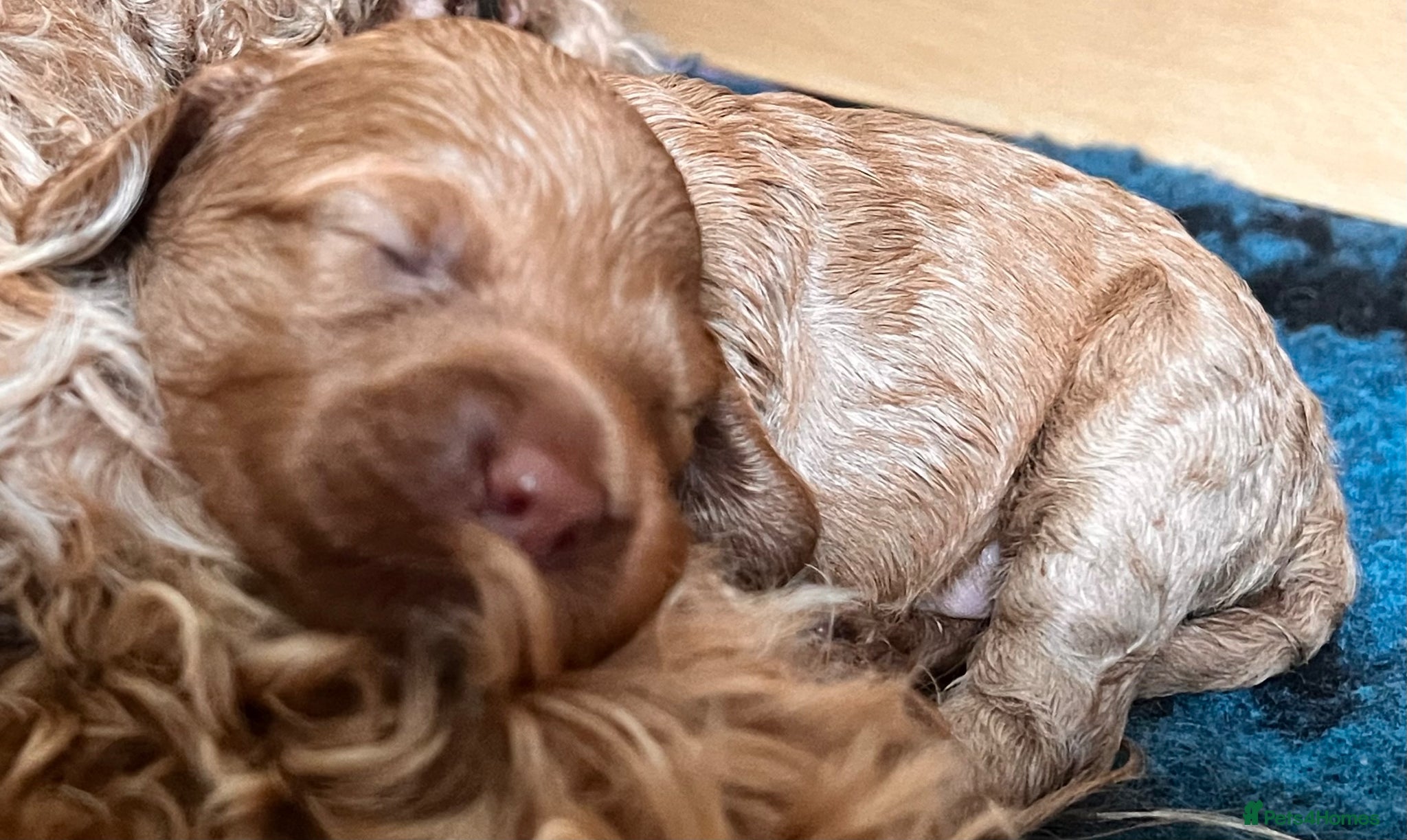 Australian Labradoodle dogs Tiny Tails,Big♥️Australian labradoodle - Advert 2