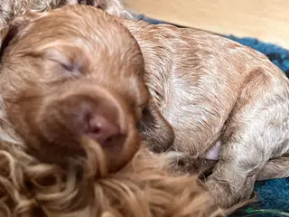 Australian Labradoodle dogs Tiny Tails,Big♥️Australian labradoodle - Advert 2