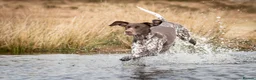 German Shorthaired Pointer dogs for sale: Matilda - Advert 4