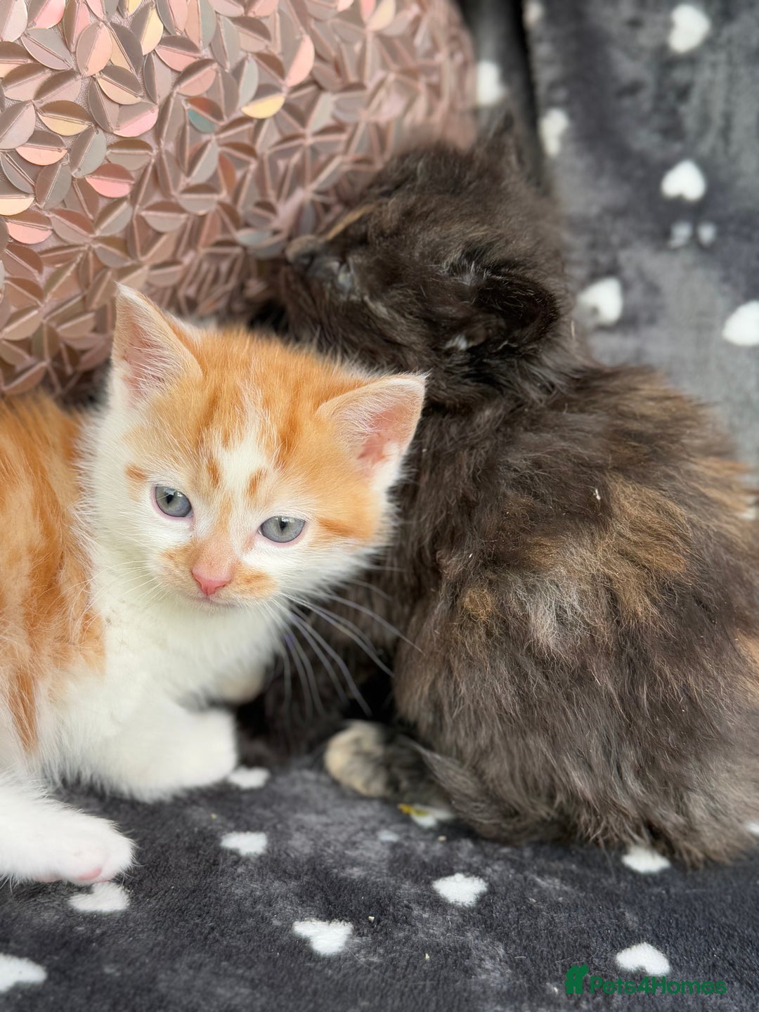 Ragdoll cats for sale: Beautiful Ragdoll cross kittens  - Image 6