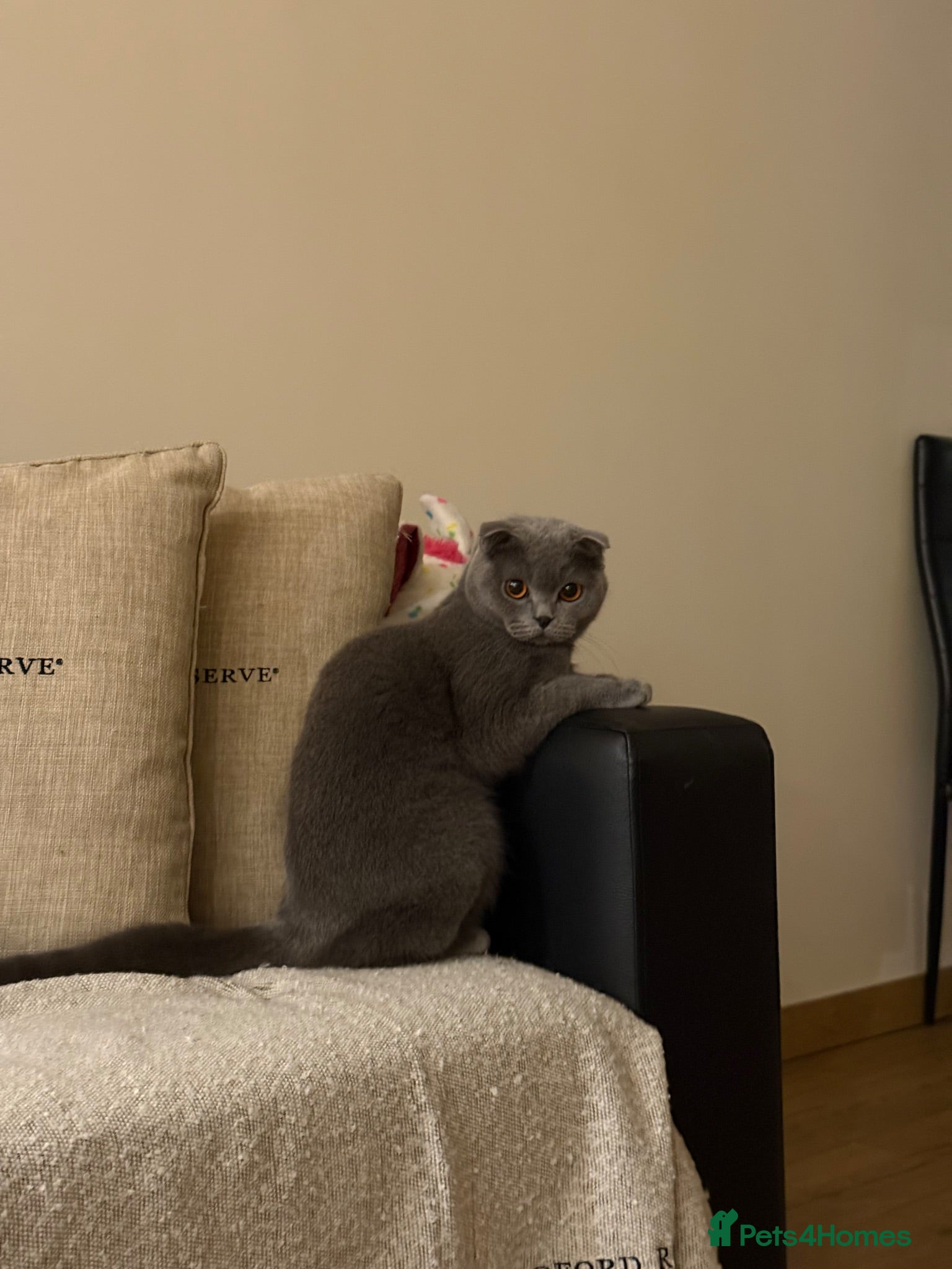 British Shorthair cats British shorthair kittens ready for new home - Advert 1