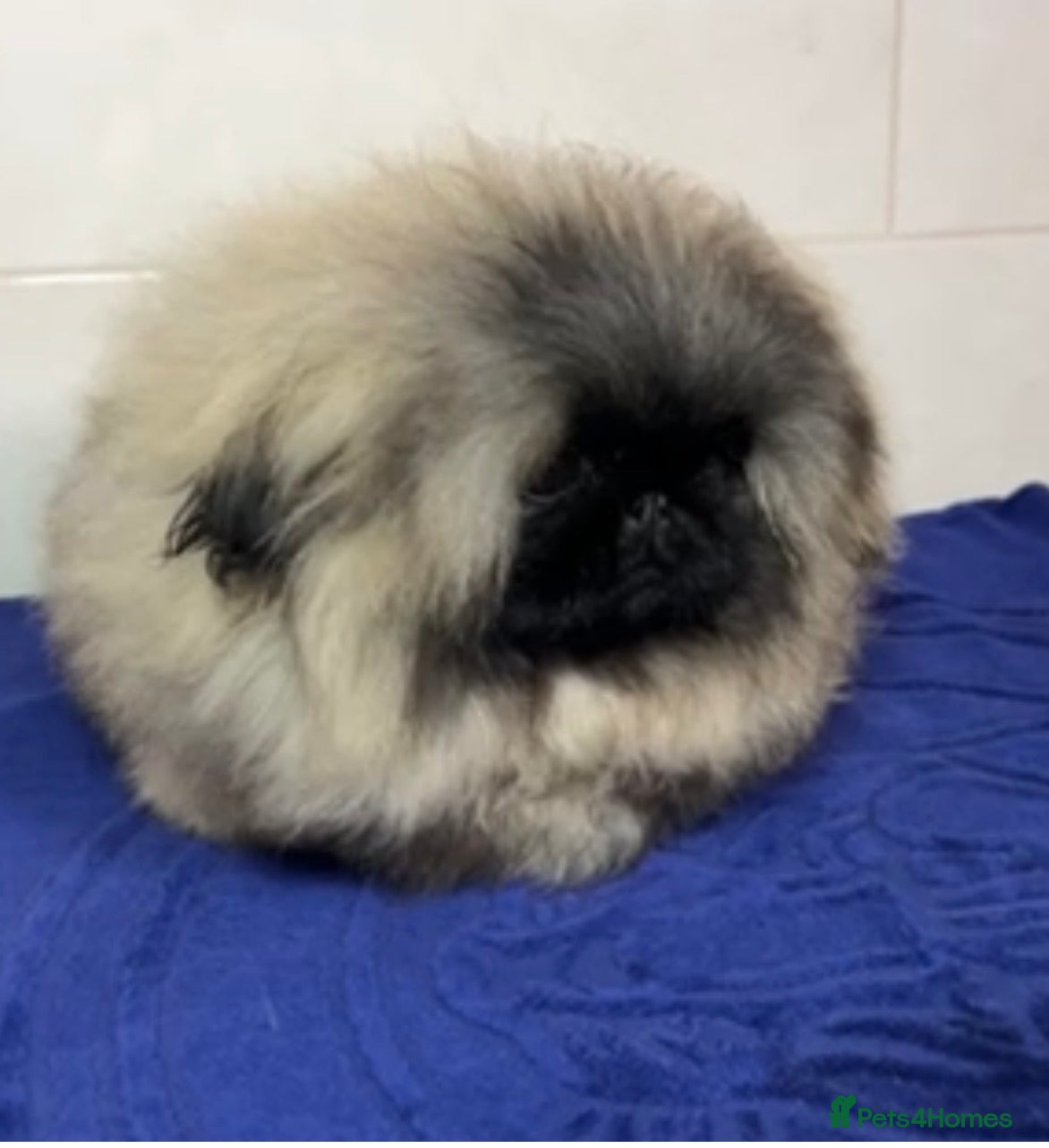 Pekingese dogs Mr fluffy  - Advert 3