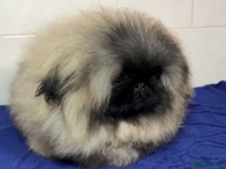 Pekingese dogs Mr fluffy - Advert 3