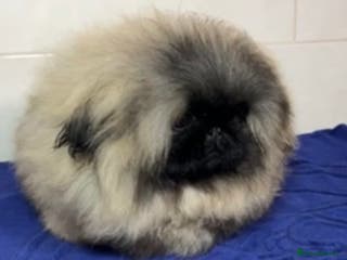 Pekingese dogs Mr fluffy - Advert 2