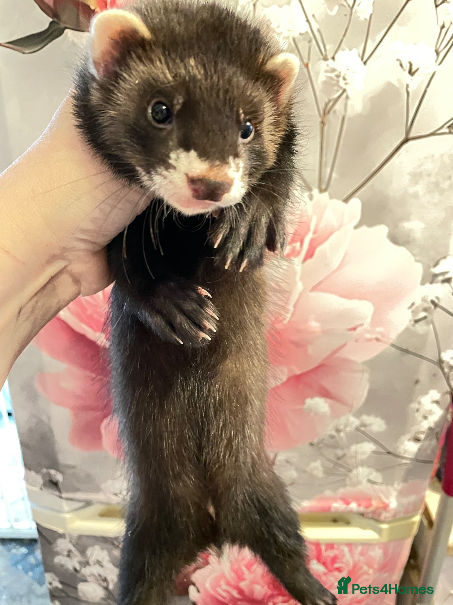 Ferret rodents 3 gorgeous ferret kits looking for new homes - Advert 2