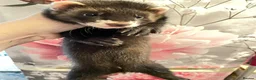 Ferret rodents for sale: 3 gorgeous ferret kits looking for new homes - Advert 1