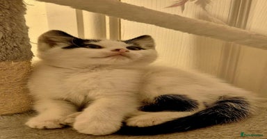 Mixed Breed cats - Advert 6
