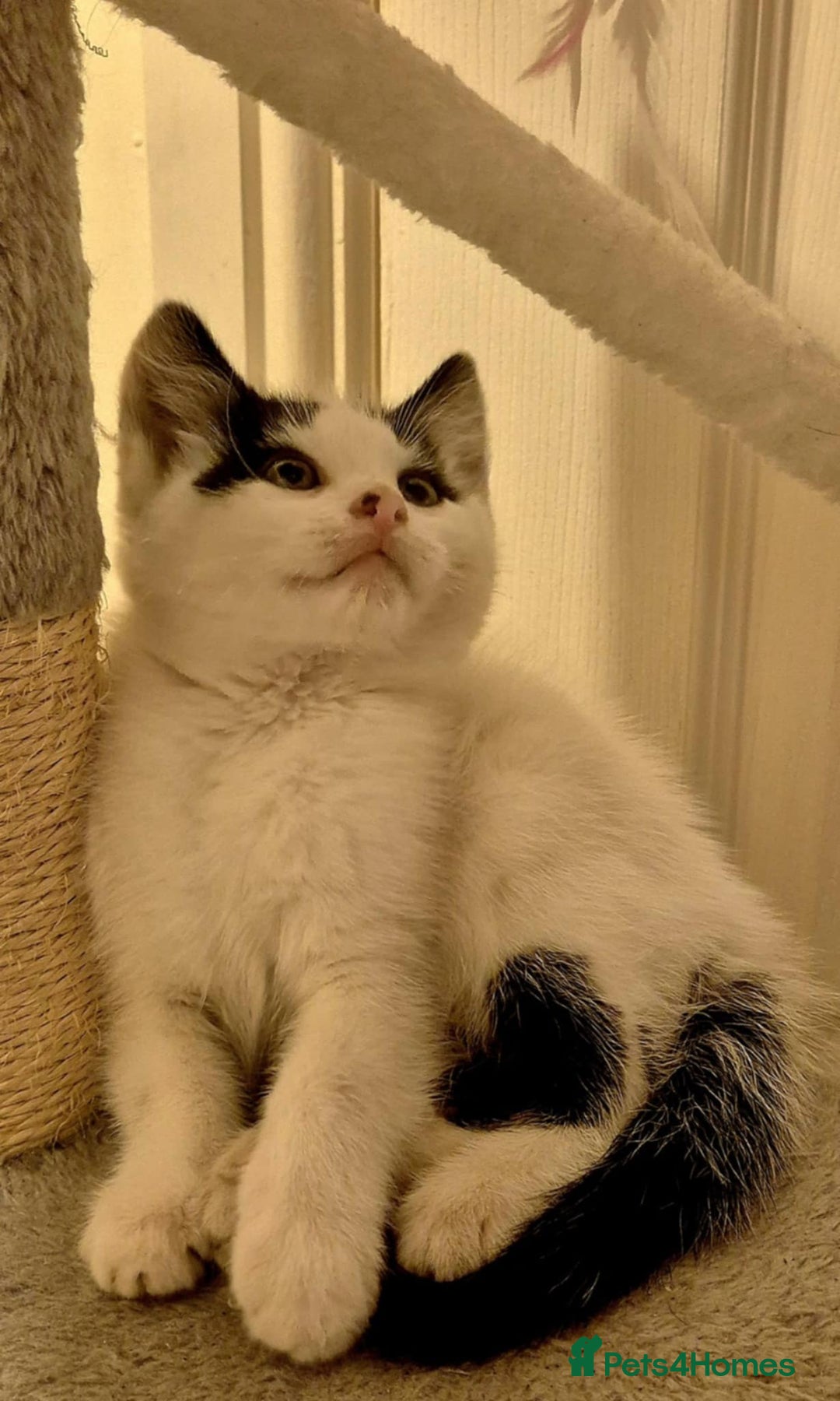 Mixed Breed cats for sale: Kitten girl. - Image 2