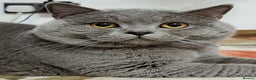British Shorthair cats for stud: GCCF Registered Active, Blue Cat For Stud. in Sheffield - Advert 22