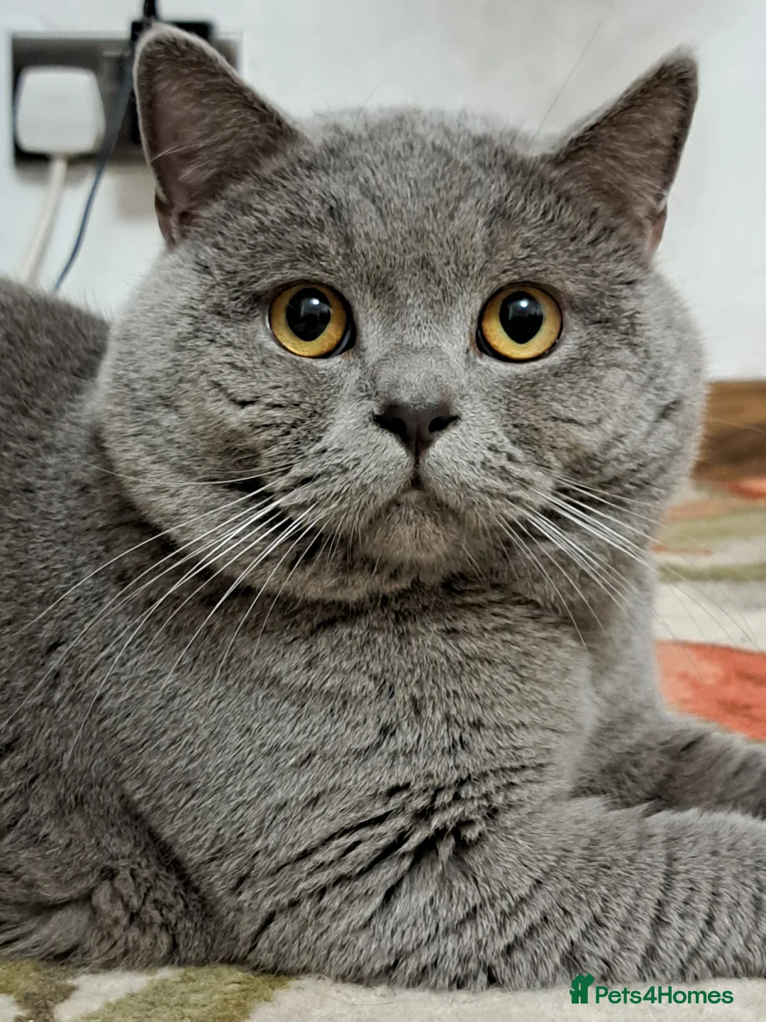 British Shorthair cats for stud: GCCF Registered Active, Blue Cat For Stud. in Sheffield - Advert 22