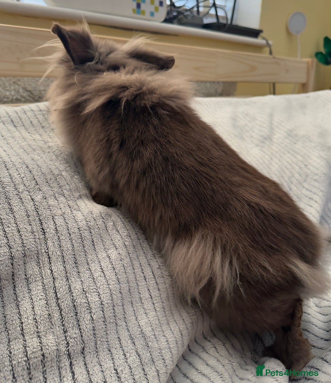 Lionhead rabbits for sale: Lionshead rabbits for sale - Advert 9