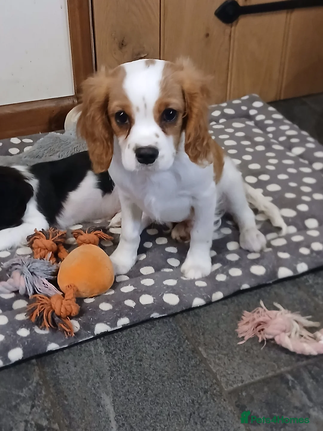 Cavalier King Charles Spaniel dogs for sale: Beautiful boy - Advert 1