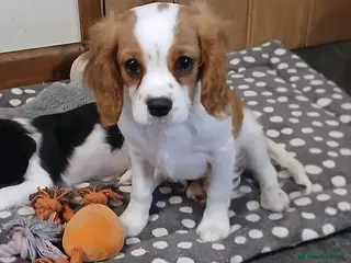Cavalier King Charles Spaniel dogs Last boy fully vaccinated - Advert 9