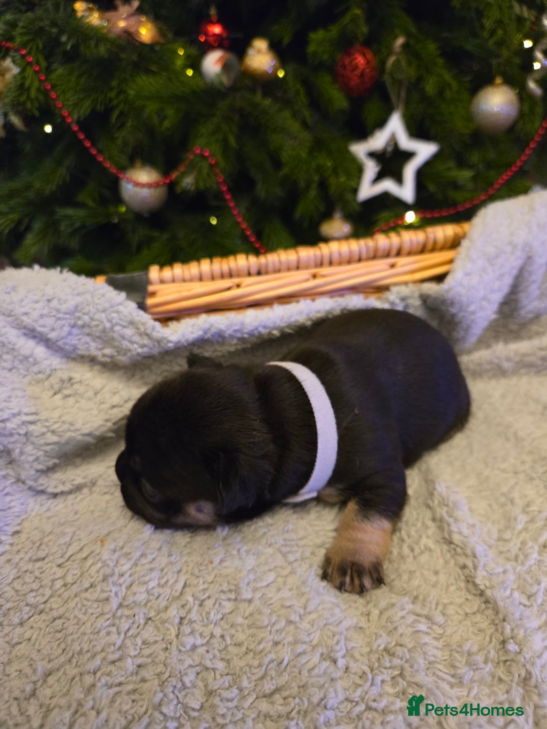 French Bulldog dogs for sale: French bulldog puppies.  - Advert 12