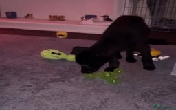 Mixed Breed dogs for sale: Milo mixed breed - Advert 3