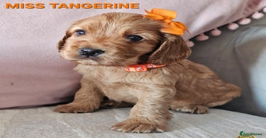 Cocker Spaniel dogs Stunning! Golden Kc Show Type Cocker Spaniels. - Advert 12