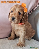 Cocker Spaniel dogs Stunning! Golden Kc Show Type Cocker Spaniels. - Advert 6