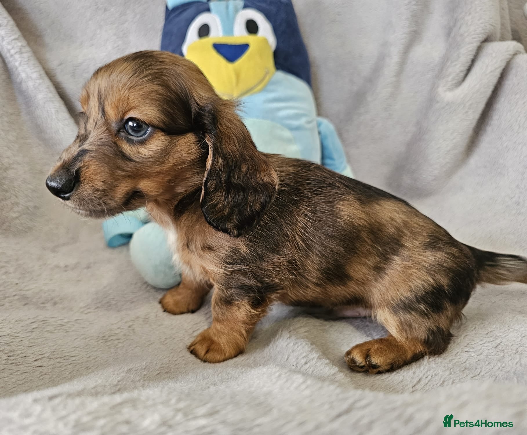 Dachshund dogs Ready to go Long and short hair dachshund pups - Advert 18