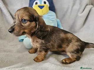 Dachshund dogs Ready to go Long and short hair dachshund pups - Advert 18