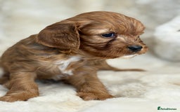 Cavapoo dogs for sale: Stunning health tested Cavapoo puppies - Image 2