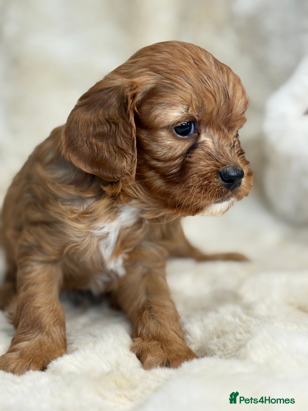 Cavapoo dogs for sale: Stunning health tested Cavapoo puppies - Image 2