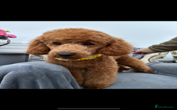 Cavapoo dogs for sale: 🐶 F1B CAVAPOOS 5* HEALTH CHECK 🐶 - Image 27