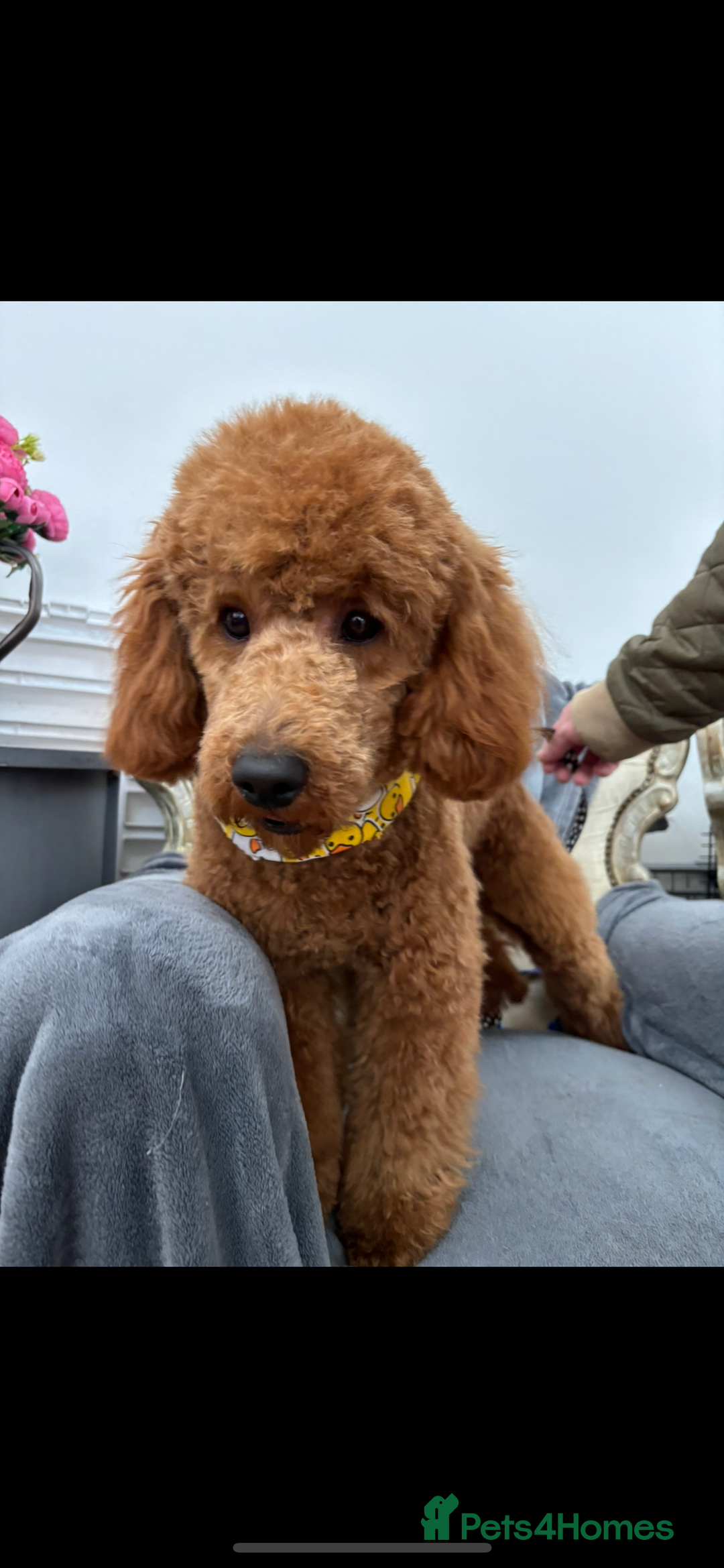 Cavapoo dogs for sale: 🐶 F1B CAVAPOOS 5* HEALTH CHECK 🐶 - Image 27