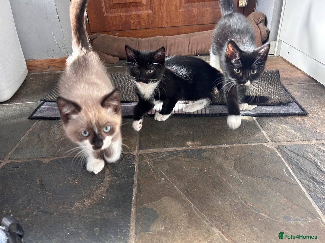 Ragdoll cats for sale: Ragdoll cross breed  - Image 2