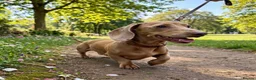 Miniature Dachshund dogs for stud: Cream mini stud  - Advert 4