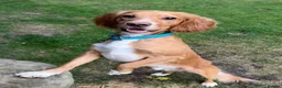 Cocker Spaniel dogs for sale: Working Cocker Spaniel - interest list open. - Advert 7