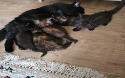 Maine Coon cats for sale: Beautiful Maine Coon kittens - Image 6