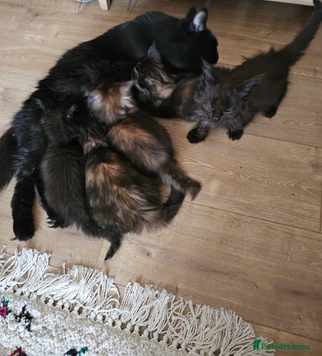 Maine Coon cats for sale: Beautiful Maine Coon kittens - Image 6