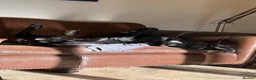 Great Dane dogs for sale: Black Female Great Dane 5yrs Old in Windsor - Advert 3