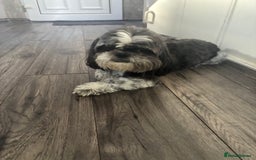 Shih Tzu dogs for sale: Shihtzu pups - Image 12