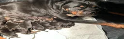 Rottweiler dogs for sale: Powerhouse Rottweiler Puppies–Bold And Impressive in Norwich - Advert 8