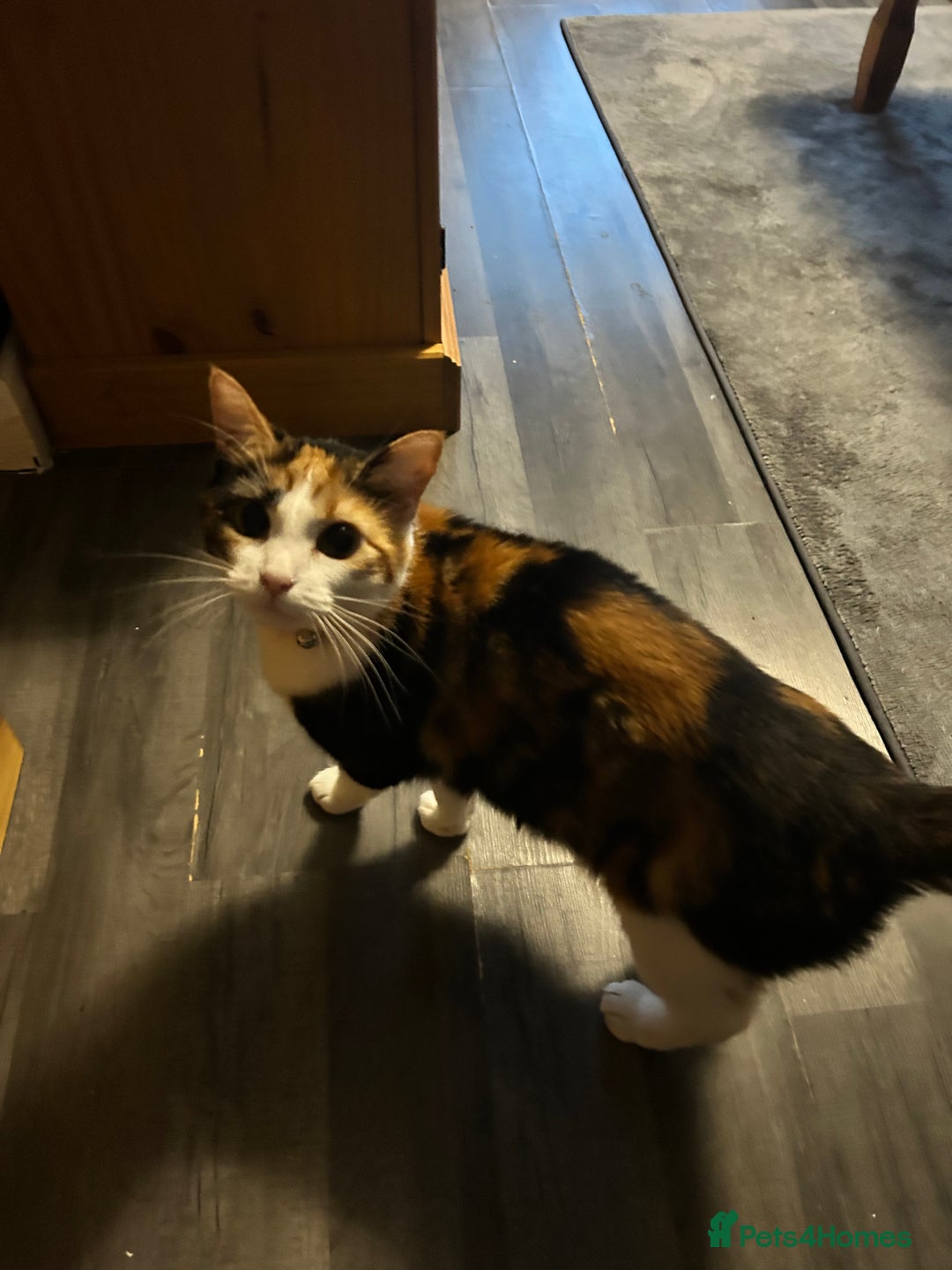 Domestic Shorthair cats for sale: 2 beautiful female cats needing new loving homes  - Advert 7